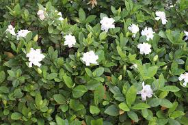 Gardenia Augusta Florida 6 Pot
