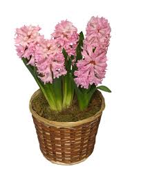 Potted Hyacinth 6 Inch Blooming Plant