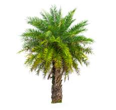 Palm Tree Pngs For Free