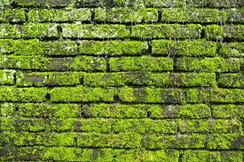 How To Clean Moss Off Brick Home