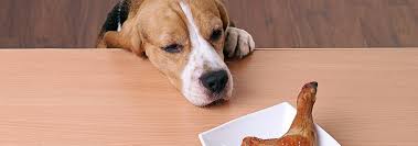 High Protein Dog Foods What You Need