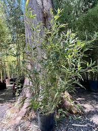 Phyllostachys Bissetii Running Bamboo