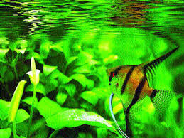 Aquascaping Is The New Trend Times Of