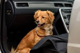 The Best Car Vacuum Cleaners For Pet Hairs