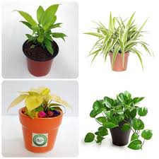 Buy Best Of Set Of 4 Lucky Plants For Home