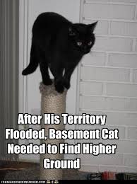 Basement Cat Cats Black Cat Humor