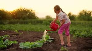 Raised Garden Beds Stock Footage