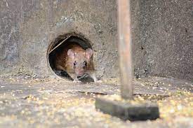 Are There Mice Living In Your Walls