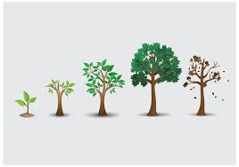 Tree Vector Art Icons And Graphics