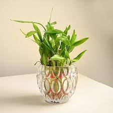 Buy Indoor Plants At Best