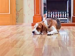 Pets And Hardwood Floor Problems