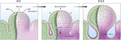 Basement Membranes In Development And