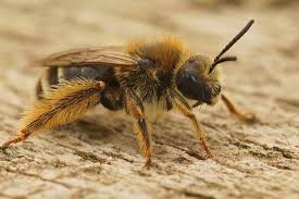 Bees Found In Ohio And Where They Nest