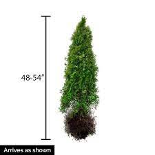 Tall Emerald Green Arborvitae Thuja