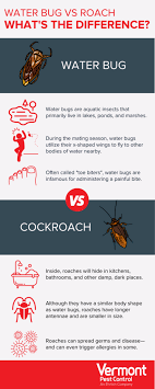 Cockroach Vs Water Bug Water Bugs In