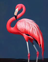 American Flamingo Ai By Raymond