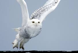 Snowy Owls Are Back And Beautiful And