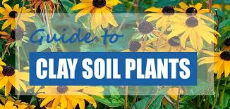 Plants For Clay Soil With Poor Drainage