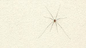 Common House Spiders Ortho