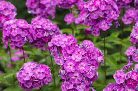 7 Best Perennial Flowers For Zone 5 A