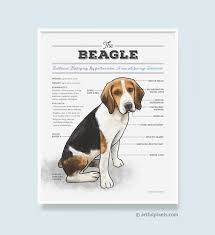 Buy Beagle Art Print Dog Breed Chart