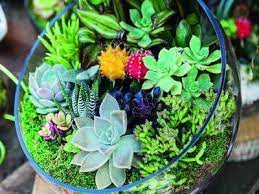 Diy Project For The Week Terrariums