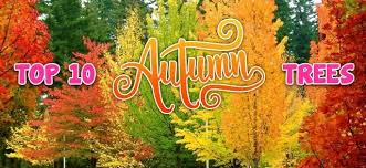 Top 10 Autumn Trees Garden Advice