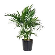 Cat Palm Chamaedorea Cataractarum Plant