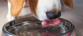 Could Your Dog S Water Bowl Make Him