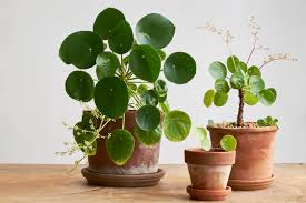 Chinese Money Plant Pilea