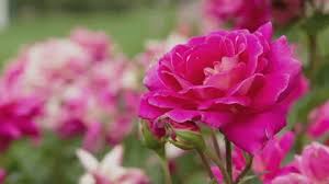 Pink Rose Garden Stock Footage