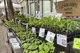 Cultural Roots Nursery Plant And Seed