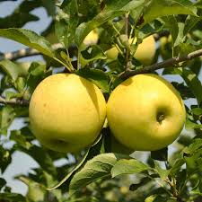 Stark Golden Delicious Apple Tree A
