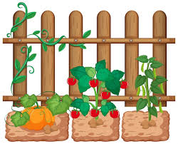Cartoon Vegetable Garden Images Free