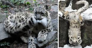 35 Adorable Snow Leopard Photos To
