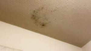 Ceiling Mold Growth Learn The Cause