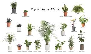House Plants Images