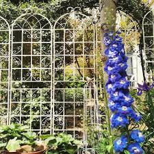 Metal Garden Trellis