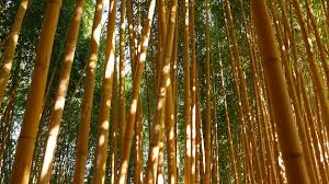 Premium Photo Bamboo Forest Exotic