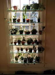 Window Shelving For Orchids Plant