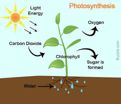 Photosynthesis And Respiration Diagram