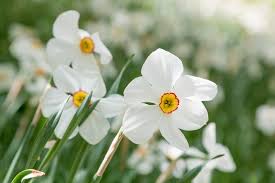 Spring Bulbs For Containers Beds And