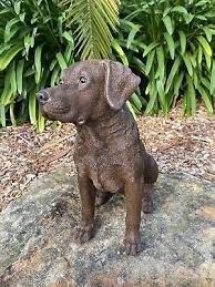 Labrador Sitting Dog Puppy Chocolate