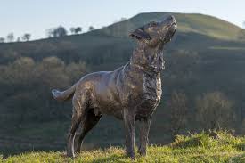 Bronze Labrador Sculpture Labrador