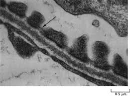 Basal Lamina An Overview