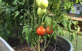 Container Gardening Best Fruits And