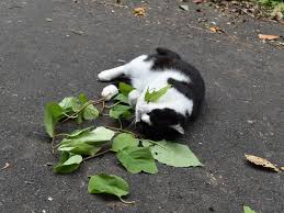 When Cats Chew Catnip It Works As A