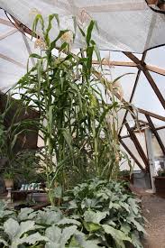 Growing Corn In A Greenhouse