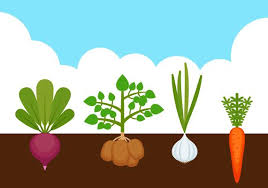 Growing Vegetables Vector Art Icons
