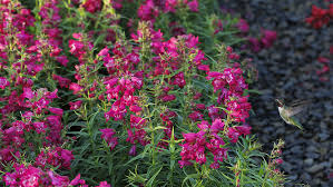 Beautiful Plants That Attract Hummingbirds